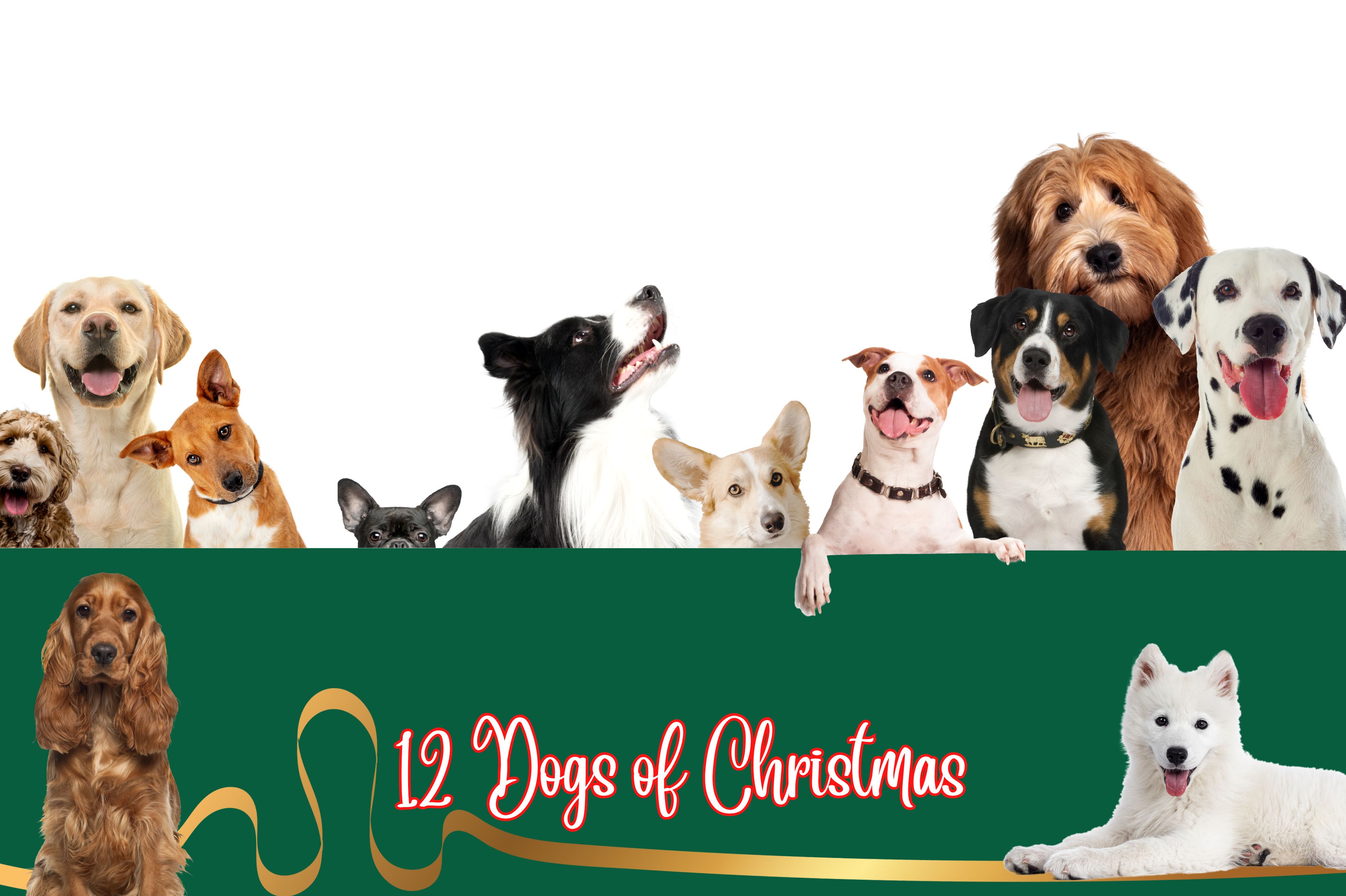 12 Dogs of Christmas 1000 x 666
