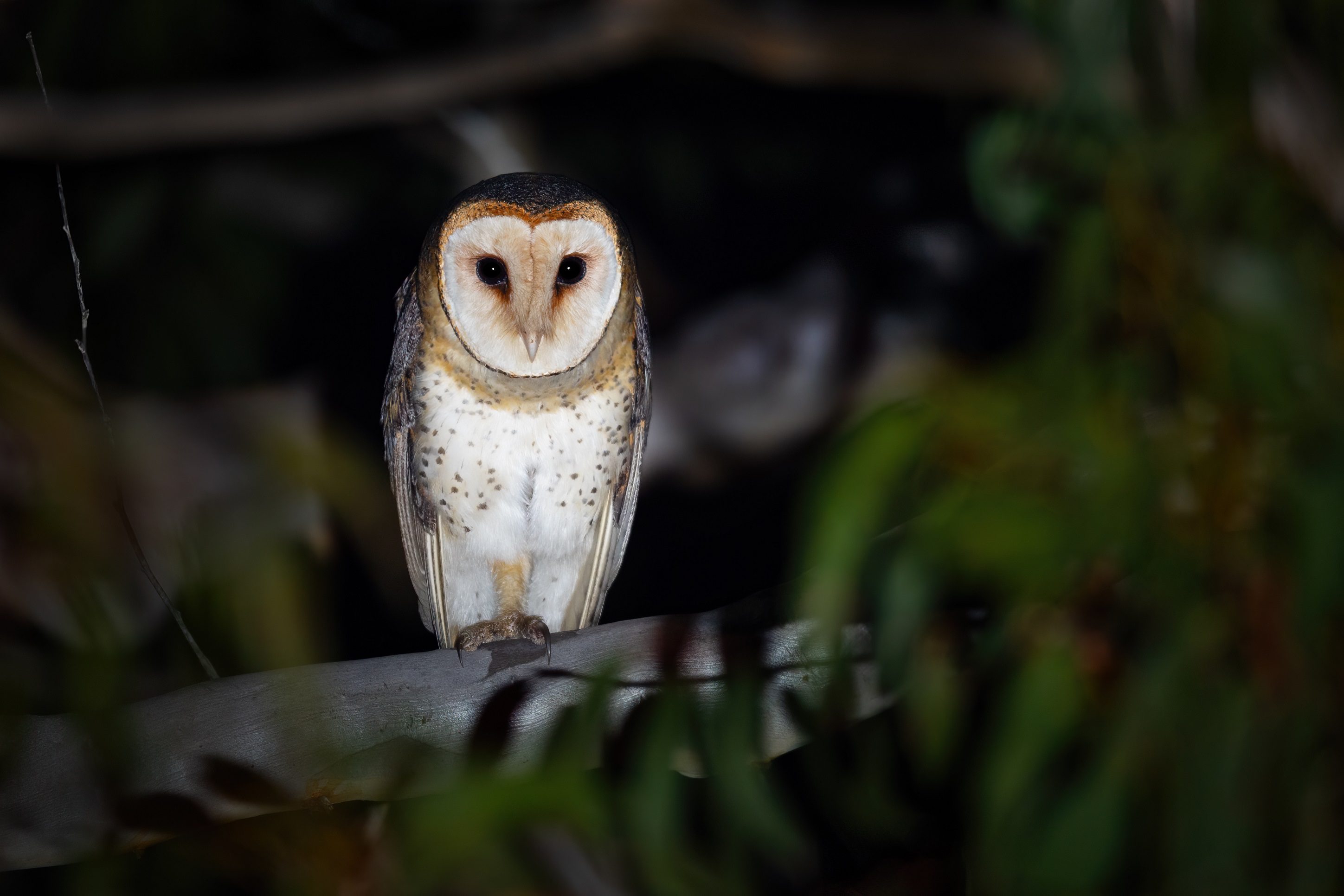 Australian_Masked-Owl_0A2A8179 (2)
