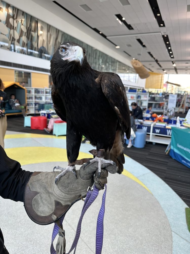 Wedge tailed eagle Success Library Wedge tailed eagle Success Library